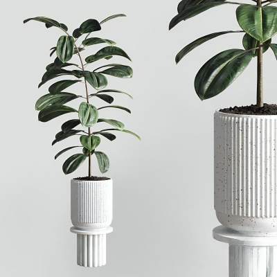 现代植物盆栽-36